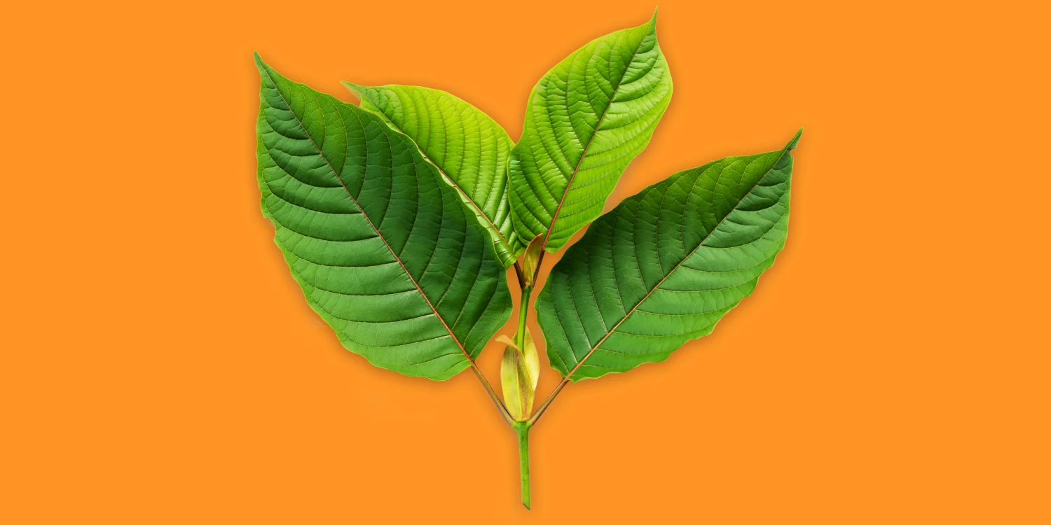 best red malay kratom