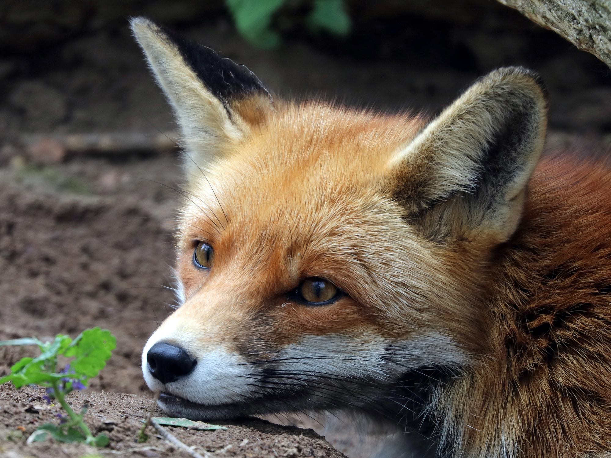 wildlife removal services near me